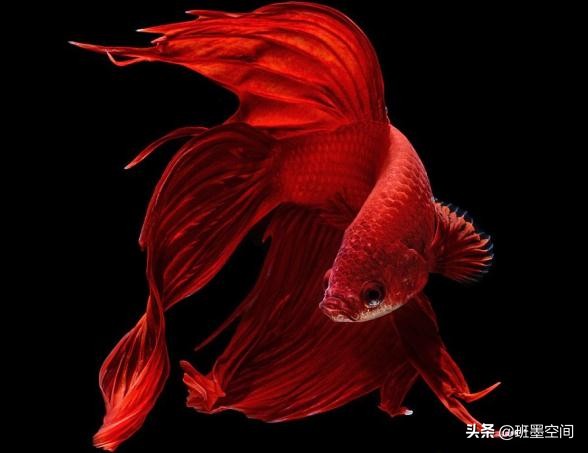 雕刻大师许风武,莆田许风武雕刻