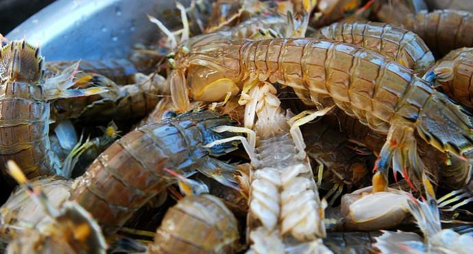 海边人教你皮皮虾的正宗吃法如何,这个季节皮皮虾非常鲜美