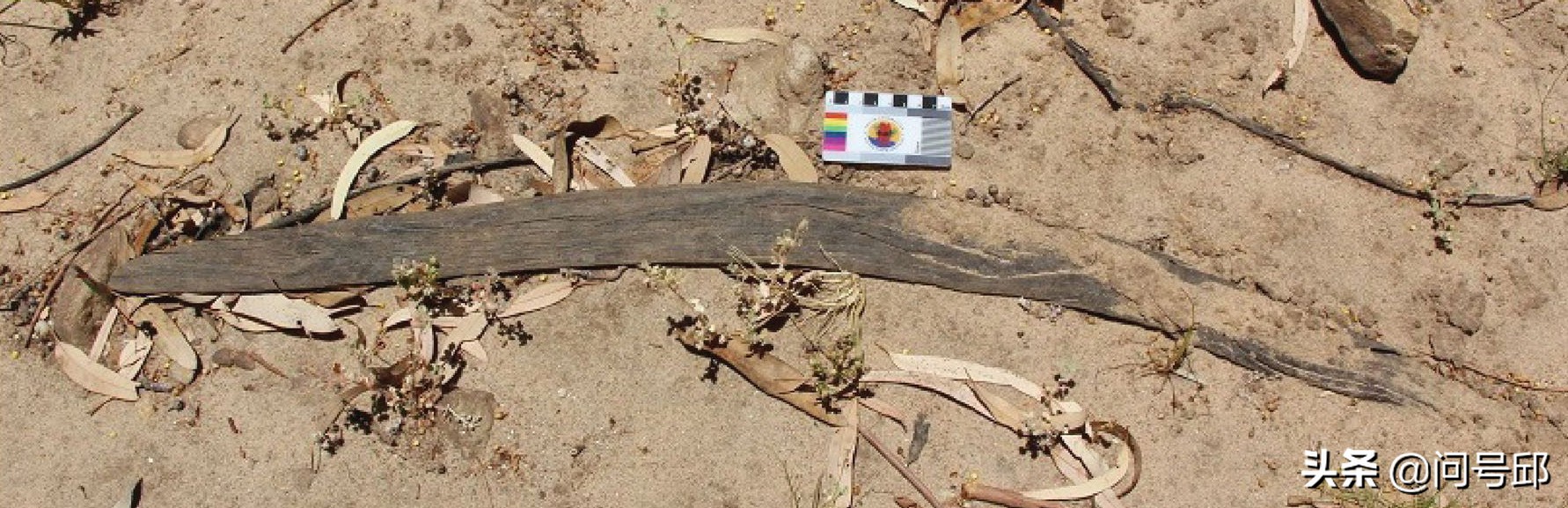 在南澳大利亚干涸的河床上,发现了5只不会返回的土著人的回力镖