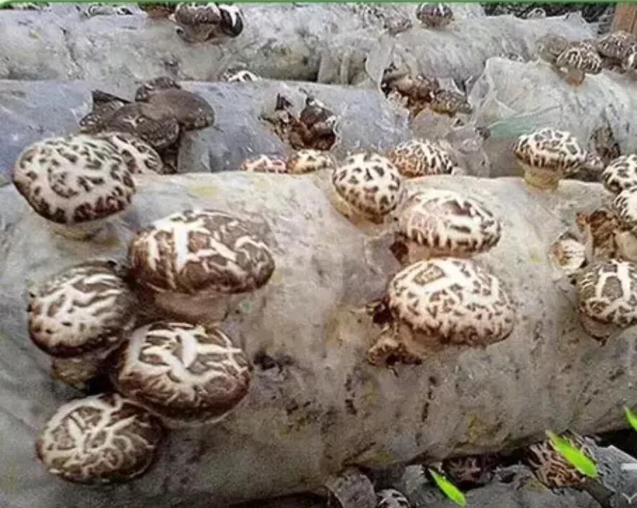 香菇生料栽培与熟料栽培的区别,食用菌栽培技术香菇