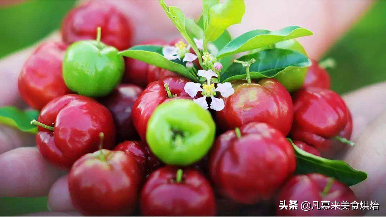 水果百科知识大全水果种类,水果种类大全水果如何分类