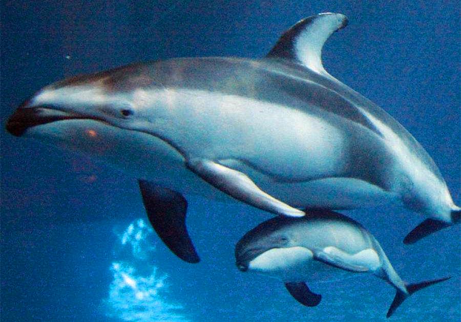 鲸是如何吃奶的,鲸鱼怎么哺乳的动画