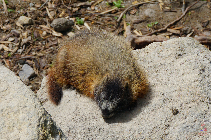 美国黄石国家公园是什么气候,美国黄石国家公园是丹霞地貌吗