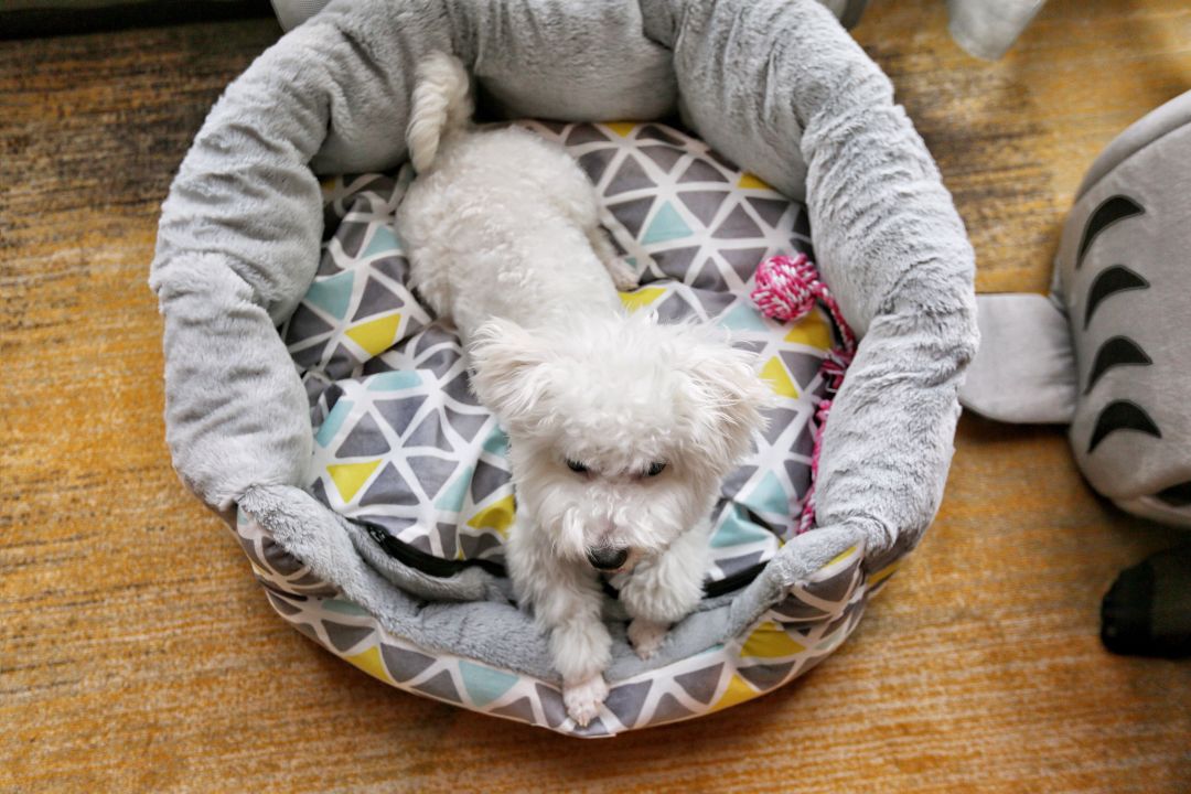 任性的重庆渝融豪生:坐落三轨之上,便捷扫街购物,允许携带宠物