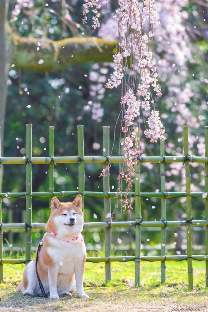 是心动啊，樱樱樱樱樱樱樱樱樱