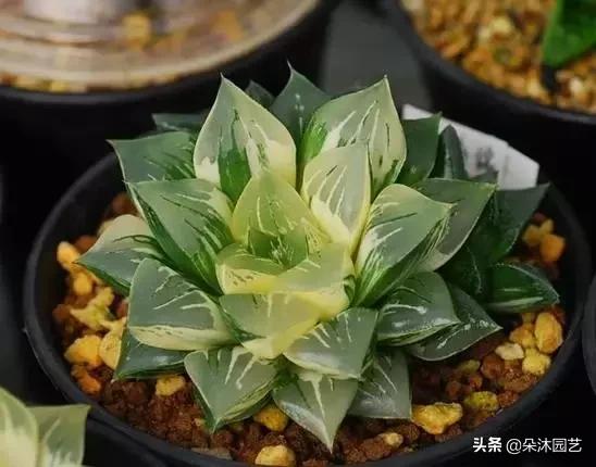 多肉十二卷寿的窗口怎么不透明,多肉热点话题