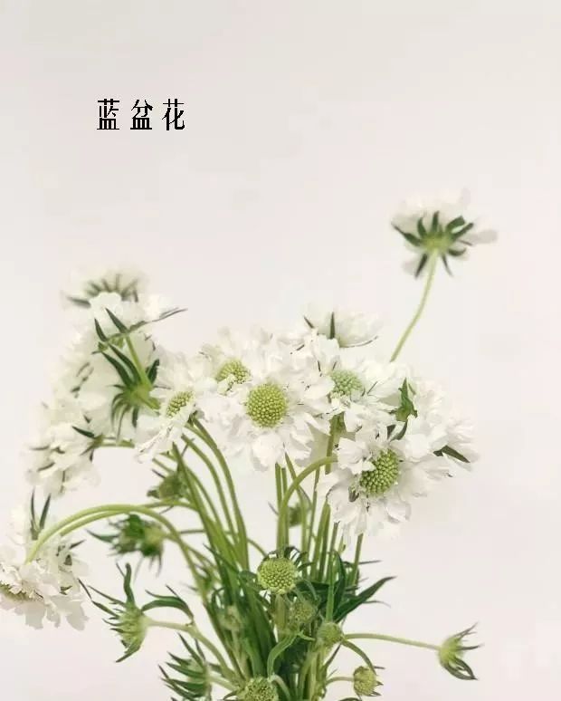 鲜花店常见花材品种大全,花店里同款的两种不同价格的花材