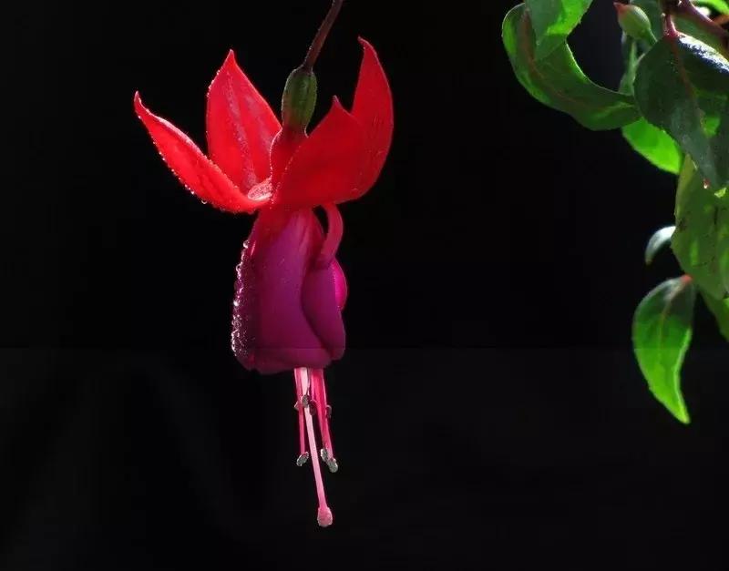 惊艳倒挂金钟,惊艳倒挂金钟图片