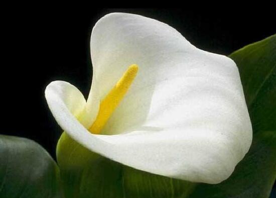 马蹄莲施肥的正确方法,马蹄莲怎么施肥施什么肥