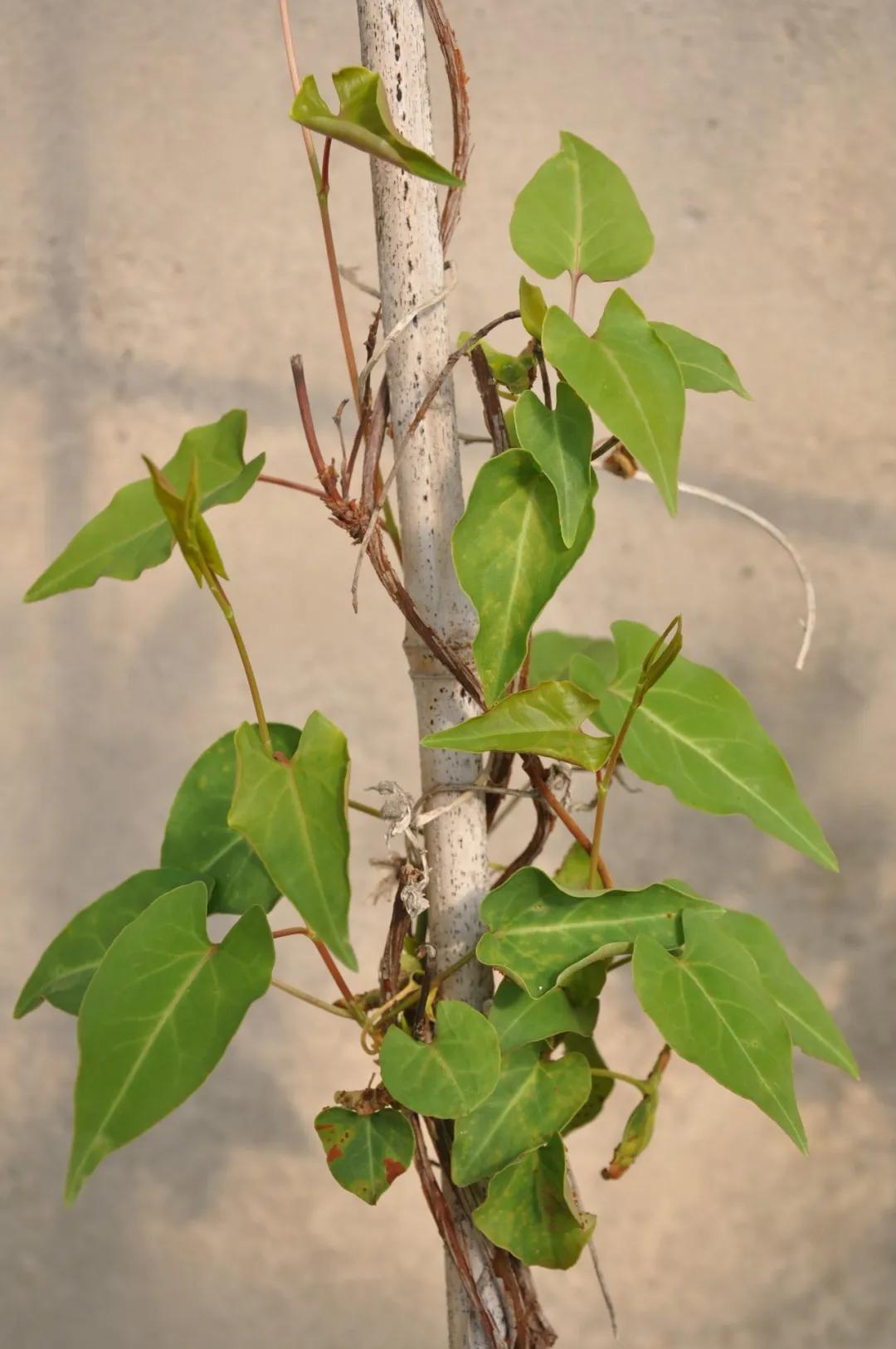 硬核整理!高清中药教材原植物彩*图色**谱(四期)