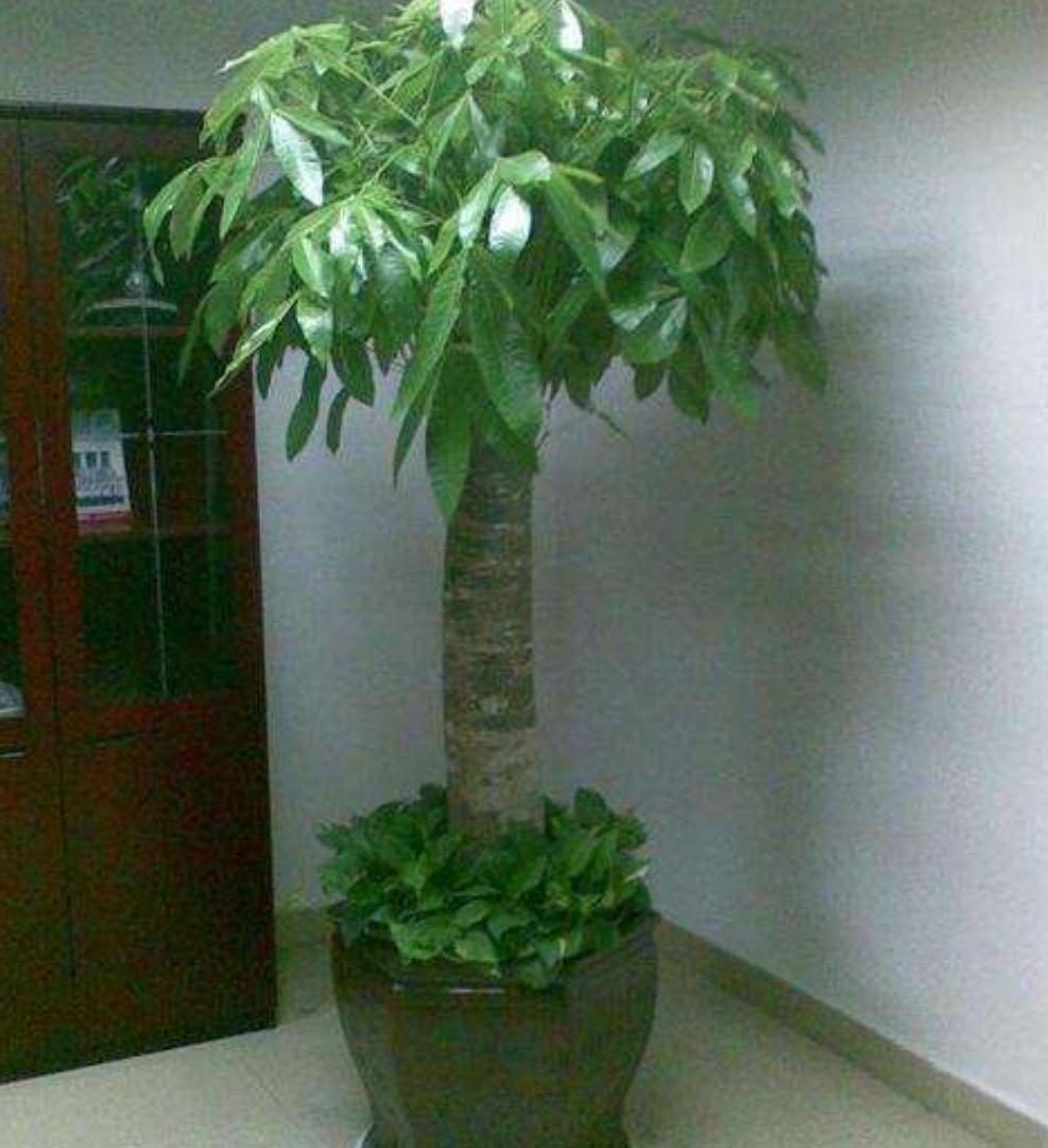 冬天冻伤的发财树春天还会长吗,发财树如何防止霜冻