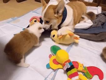 给狗拔牙视频金毛,金毛狗狗拔牙