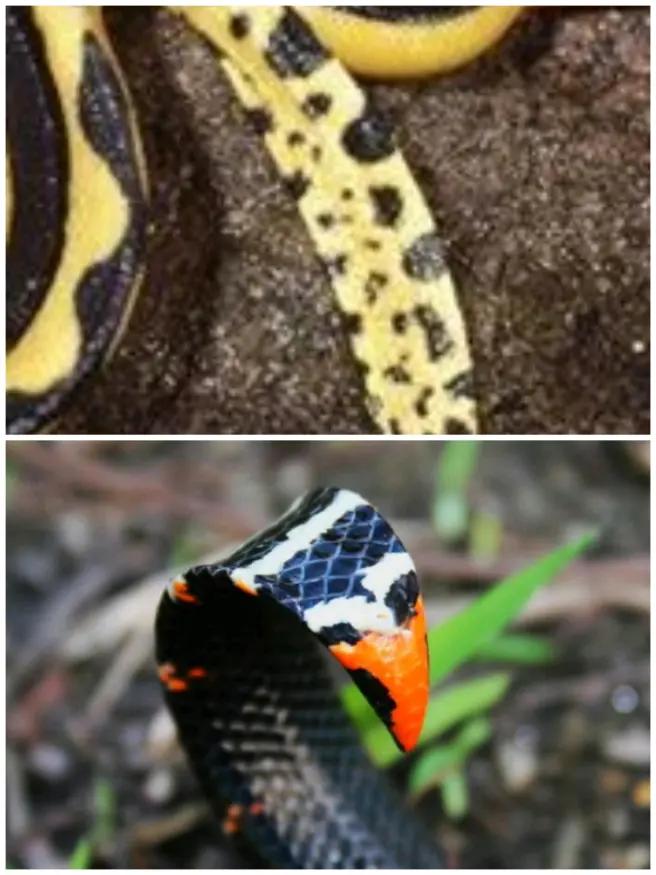 每天认识一条鱼,每天认识一种狗