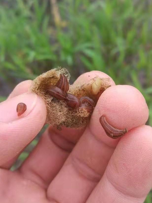 蚂蟥的养殖前景如何,蚂蟥养殖创业