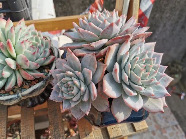 我和多肉,我与多肉