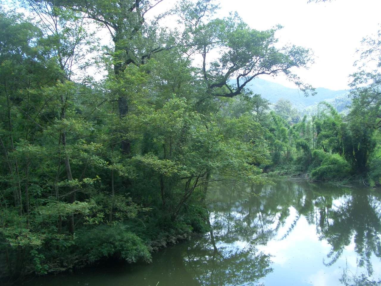 短篇小说丨河树下