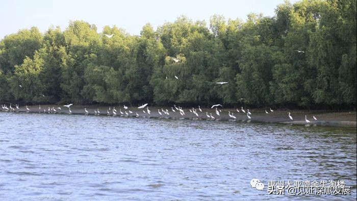 临深片区大亚湾好还是惠阳好,惠阳临深发展前景
