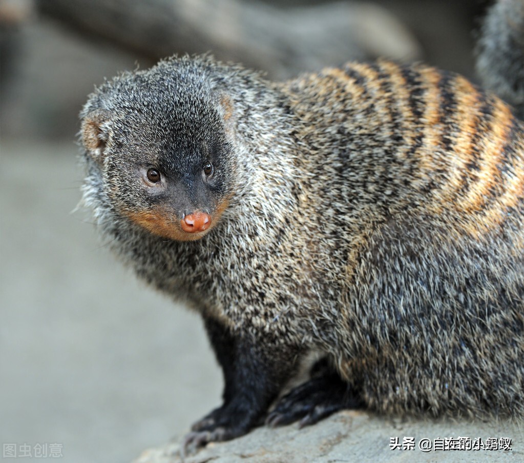 如何防止毒蛇靠近,毒蛇最怕什么毒蛇的克星是什么