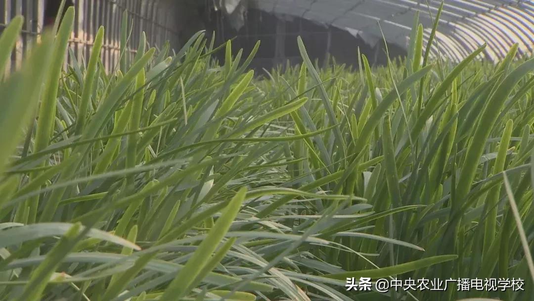 农广天地蛴螬养殖技术,韭蛆怎么防治最好