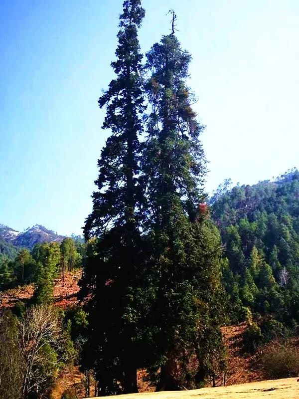 鍏板潽鍗拌薄,鍏板潽涔″湡鍗拌薄