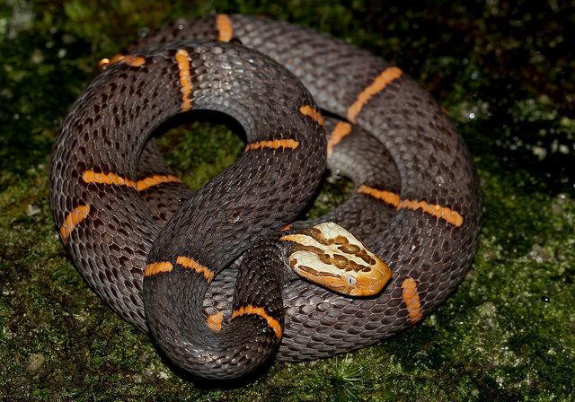 有毒蛇标志,有毒蛇的视频