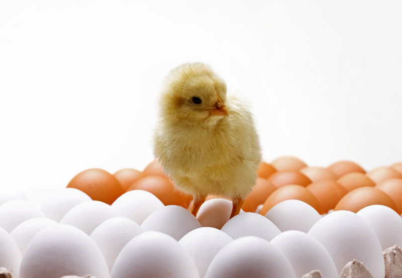 40个白手起家创业点子农民想创业,农村5种低成本创业