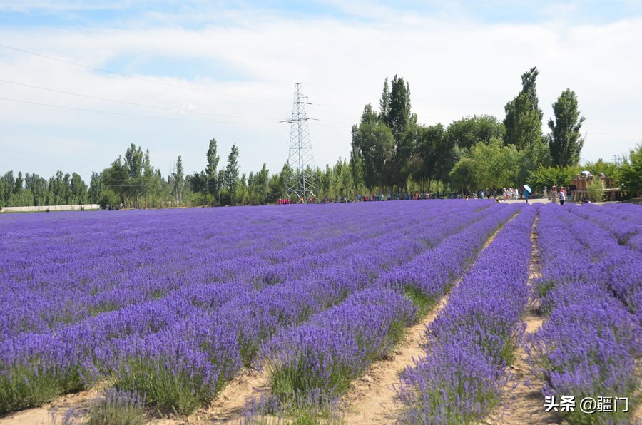 新疆产的衣草精油,正宗伊犁薰衣草精油