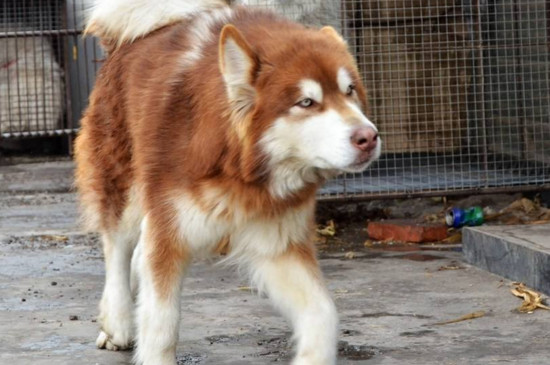 阿拉斯加犬好养吗缺点有哪些,阿拉斯加犬好不好养要怎么养