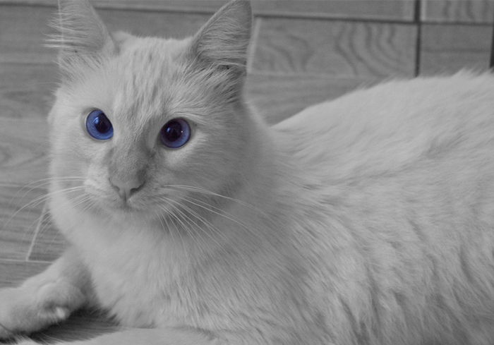 蓝眼白猫耳聋是什么原因,白猫蓝眼的猫咪都患病吗