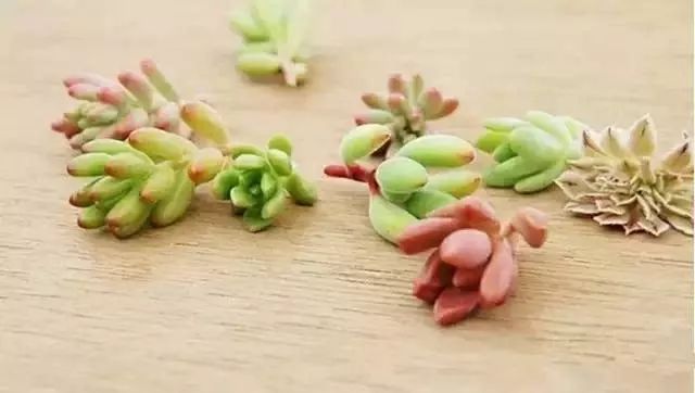 多肉植物种植小课堂,多肉小课堂长寿花