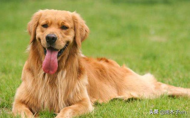 金毛曾经备受追捧，为什么如今大家都不喜欢养金毛了？长见识了