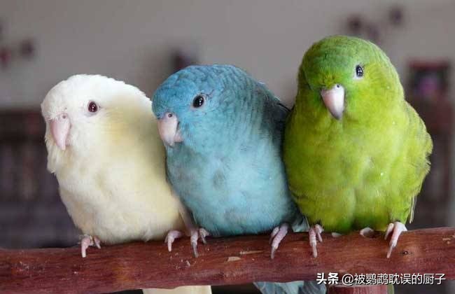 如何辨别鹦鹉是公是母,怎么分辨鹦鹉是公还是母虎皮