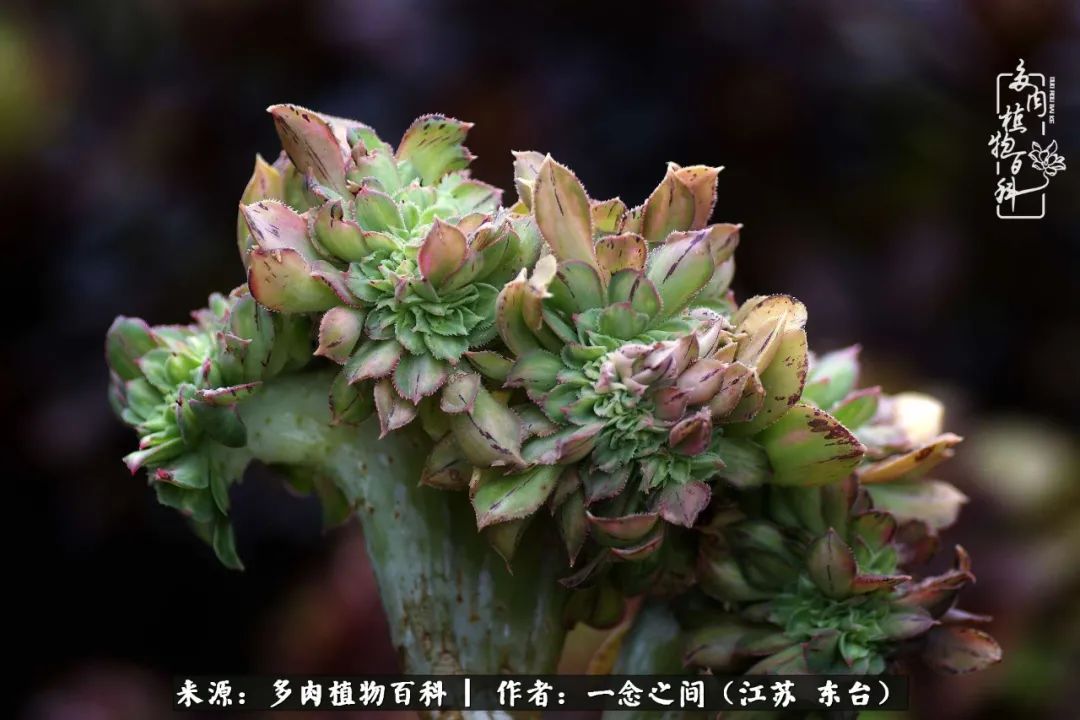 遇见花开蓝莓糖,遇见花开蔬菜沙拉酱