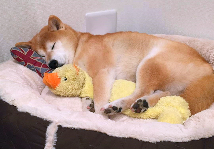 狗狗趾间发炎,狗狗真菌感染皮肤发炎了怎么办