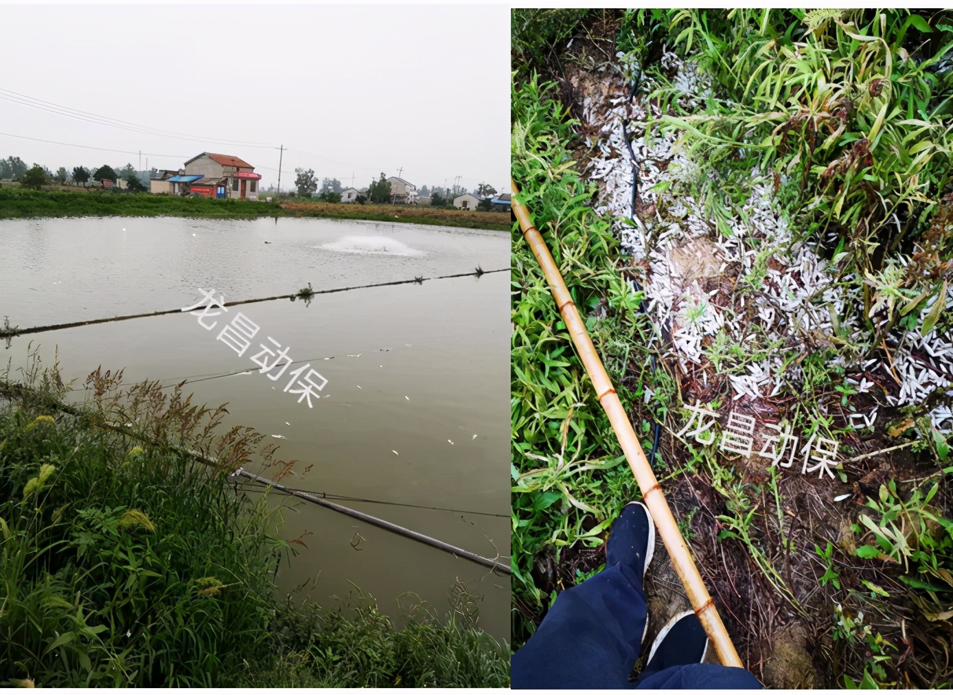 2020年一线业务走访黄颡鱼塘口的经验之谈