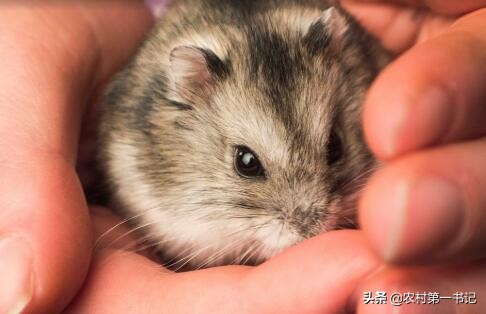 被自己养的仓鼠咬到了要打疫苗吗,家养的仓鼠咬了需要打疫苗吗