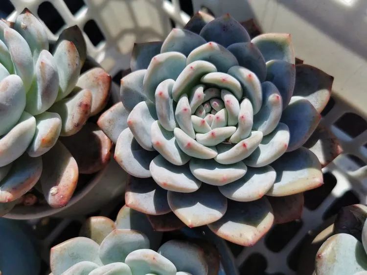 我和多肉,我与多肉