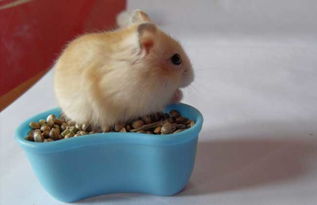 小小的仓鼠有哪些种类,什么种类的小仓鼠最乖呢