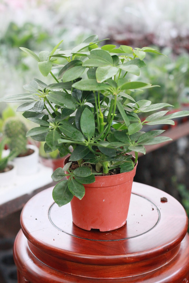 鸭掌木风水寓意,鸭掌木植物寓意