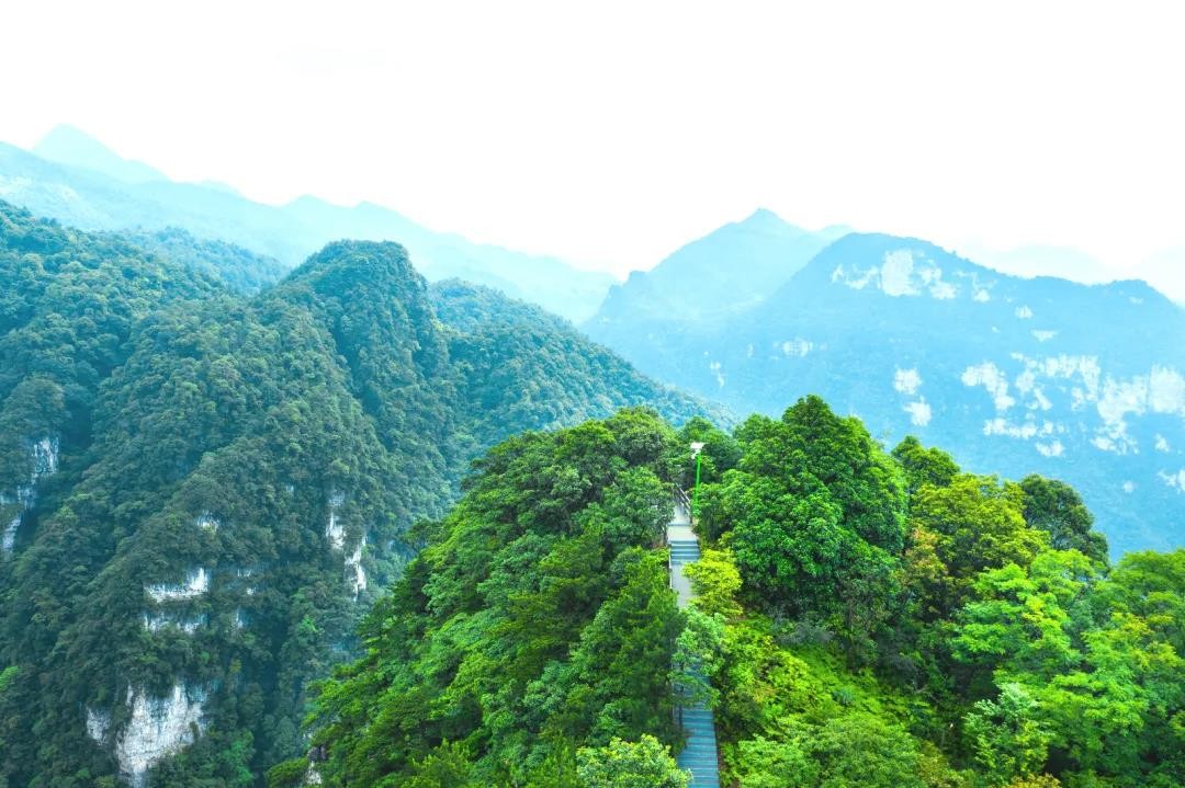 收获趣爽夏日！养生谷第二届蓝莓采摘节完美落幕，避暑嗨玩就在养生谷