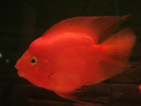 血鹦鹉怎么老是头穿孔,血鹦鹉鱼老是打架怎么办