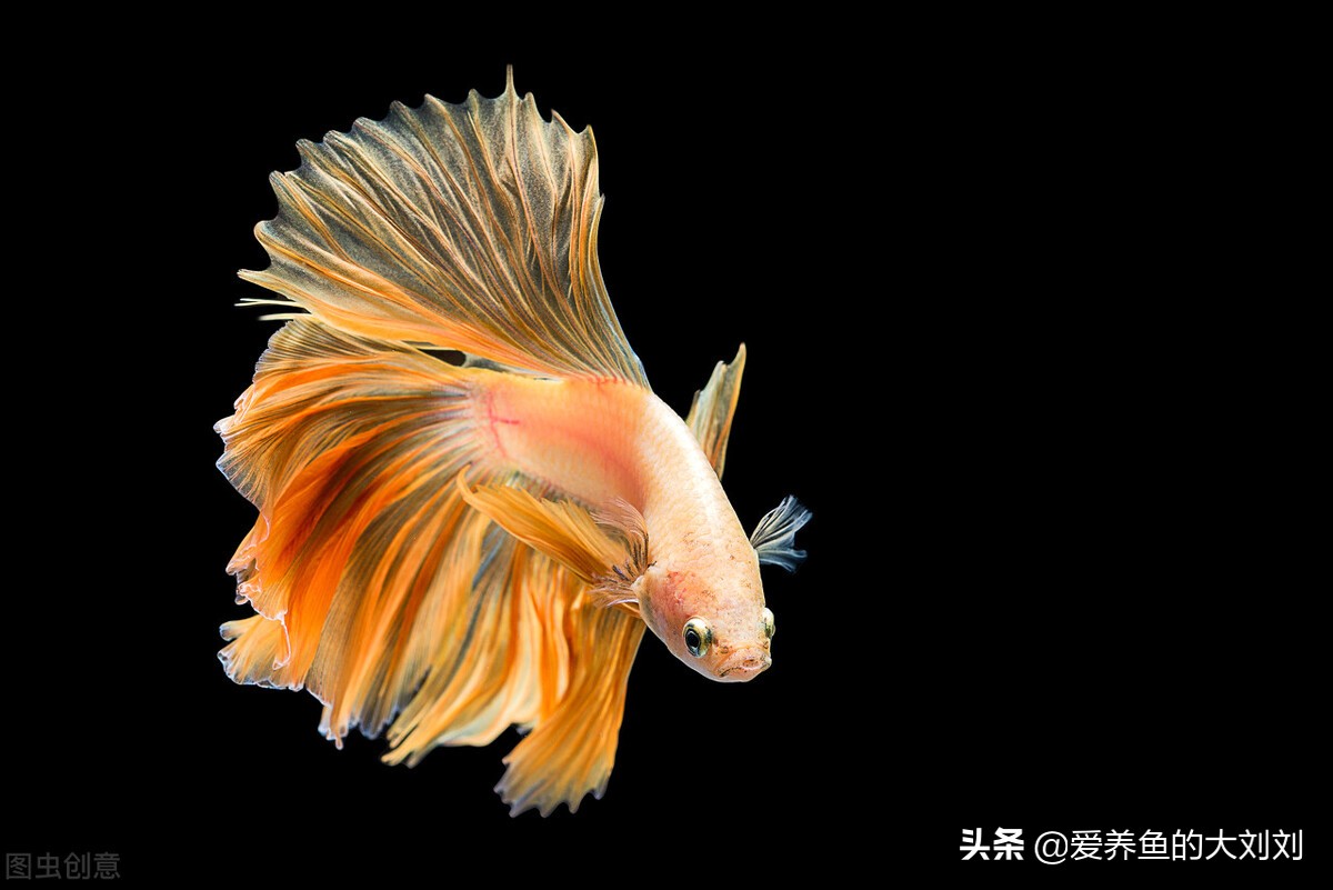 二手鱼缸和新鱼缸区别,买二手鱼缸和新鱼缸哪个实惠