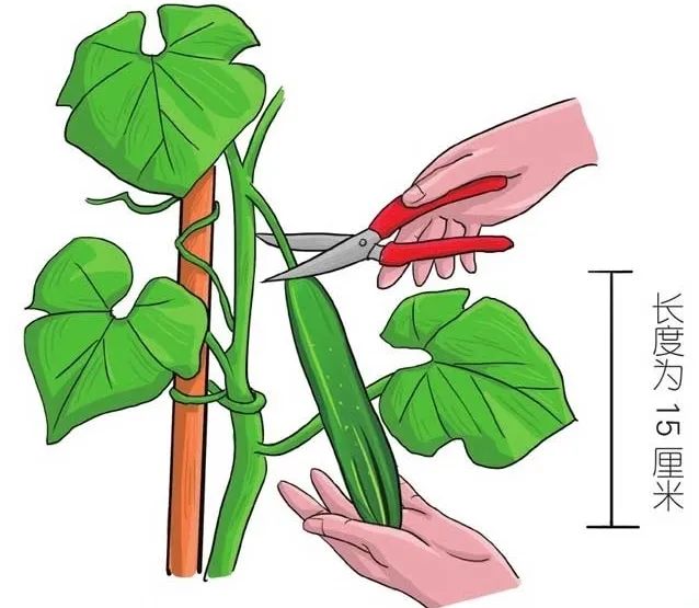 6步在阳台上栽种黄瓜，解开黄瓜生长过程中遇上的栽培难题