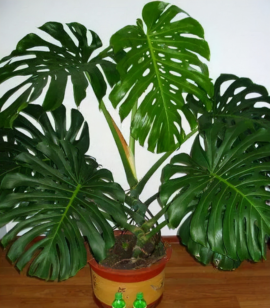 新房装修好什么植物去甲醛最好,家里种什么吸甲醛最好