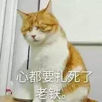 养猫猫推荐英短,新手第1次养猫还是养狗啊