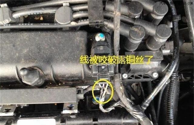 老鼠在车里面拉的尿如何清除气味,老鼠进车里最有效驱赶方法