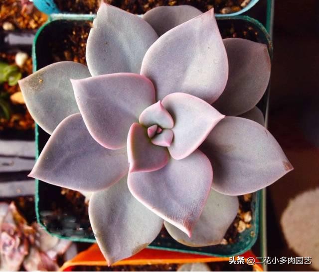 365种·常见花卉图谱，观果和多肉植物收藏篇