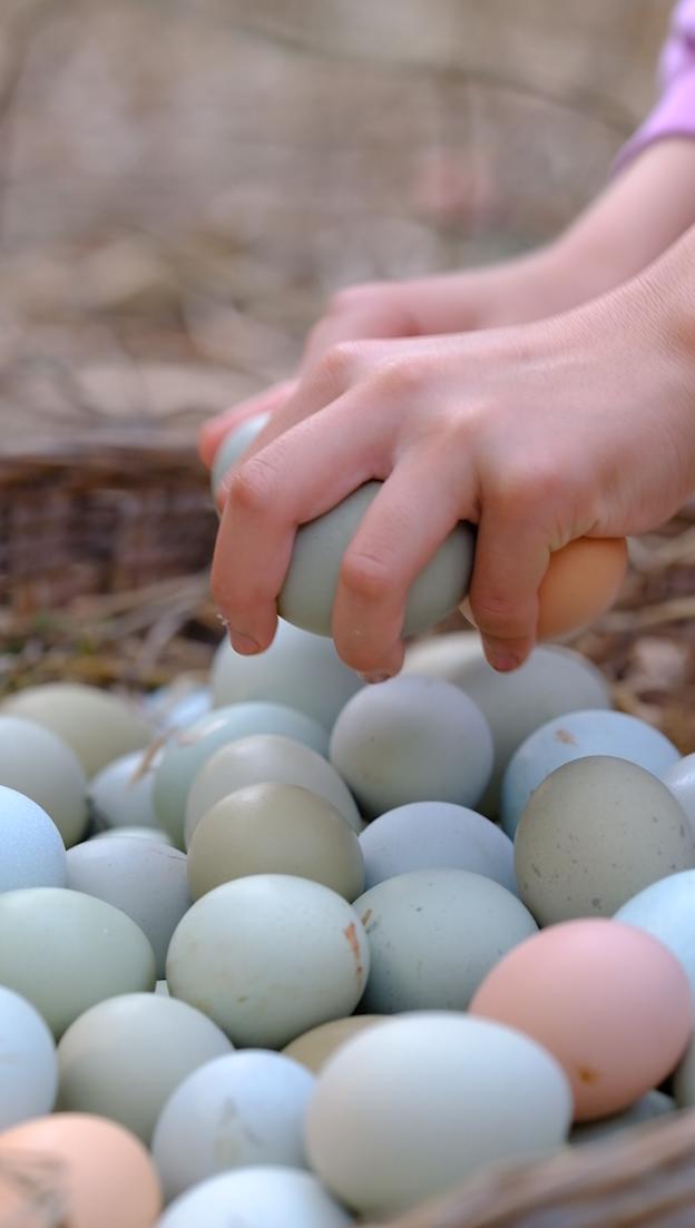 卖完公鸡留母鸡生蛋，不按斤按盒卖70-100块，居然收入千万