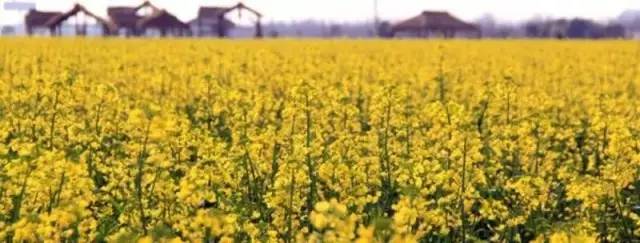 这才是正宗上海最好的牛肉,这才是上海最好吃的牛杂