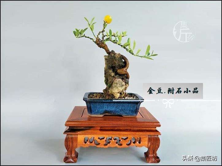 大树型金豆盆景怎么造型,金豆无根老桩栽培技巧